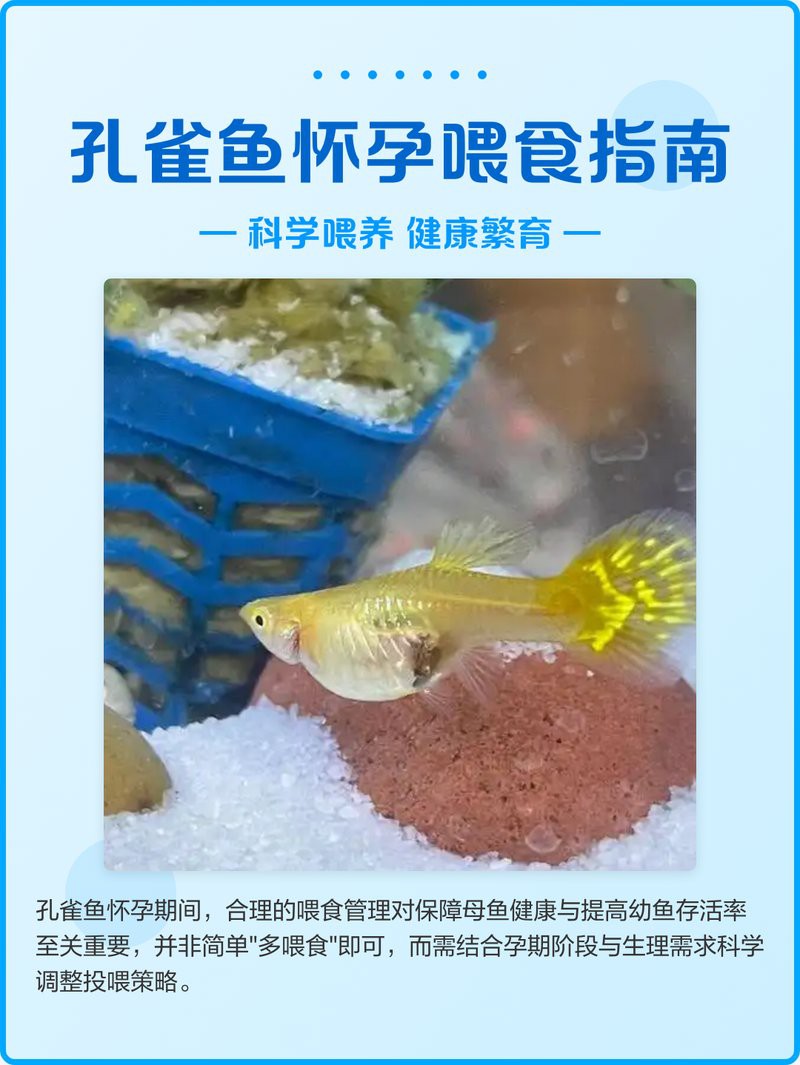 如何照顧懷孕的龍魚？，如何照顧懷孕的龍魚，當龍魚進入懷孕階段