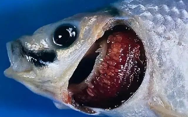 如何判斷龍魚傷口感染是否嚴(yán)重？，養(yǎng)魚小藝，如何判斷龍魚傷口感染的嚴(yán)重程度