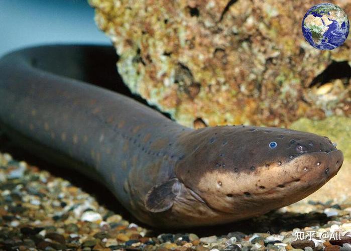 電鰻和蜻蜓的放電區別，電鰻與蜻蜓放電能力分配策略使其機制和用途截然不同