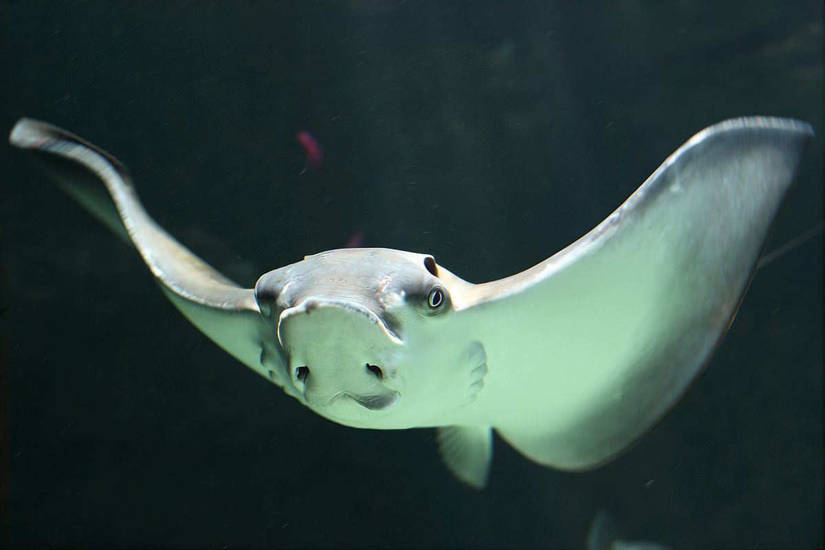 電鰻和蜻蜓的放電區別，電鰻與蜻蜓放電能力分配策略使其機制和用途截然不同