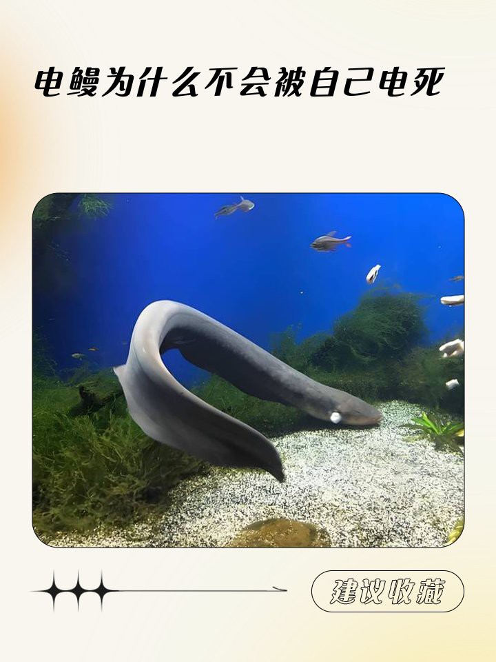 電鰻和蜻蜓的放電區別，電鰻與蜻蜓放電能力分配策略使其機制和用途截然不同