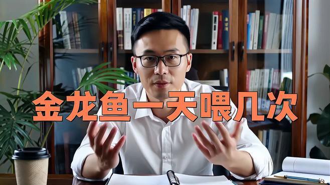 20公分過背金龍魚多久喂一次？，20公分過背金龍魚多久喂一次