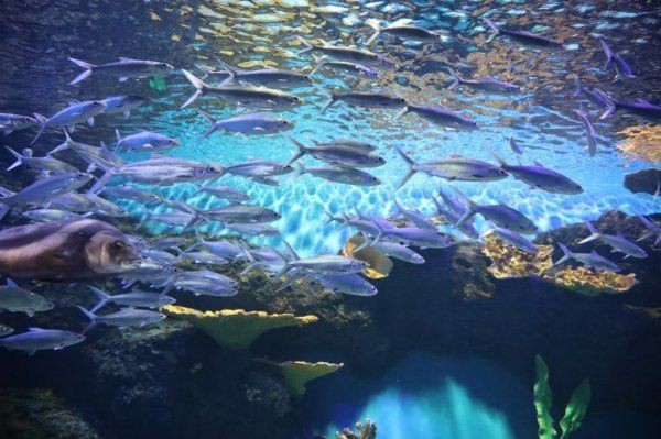 長沙水族店，長沙擁有多家特色鮮明的水族店主要集中在雨花區(qū)的紅星花卉市場及周邊區(qū)域