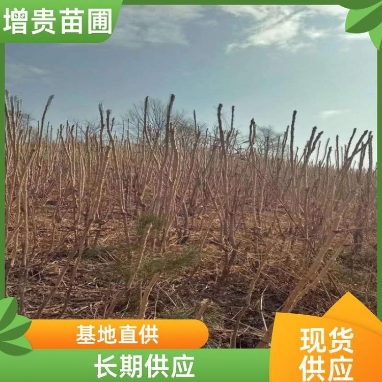 揚州龍魚店，揚州龍魚價格是多少