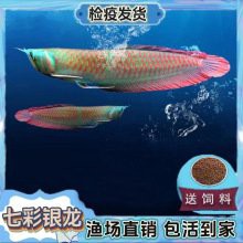 哪里可以購買到優質的紅龍魚苗？，廣州紅龍魚場祥龍魚場