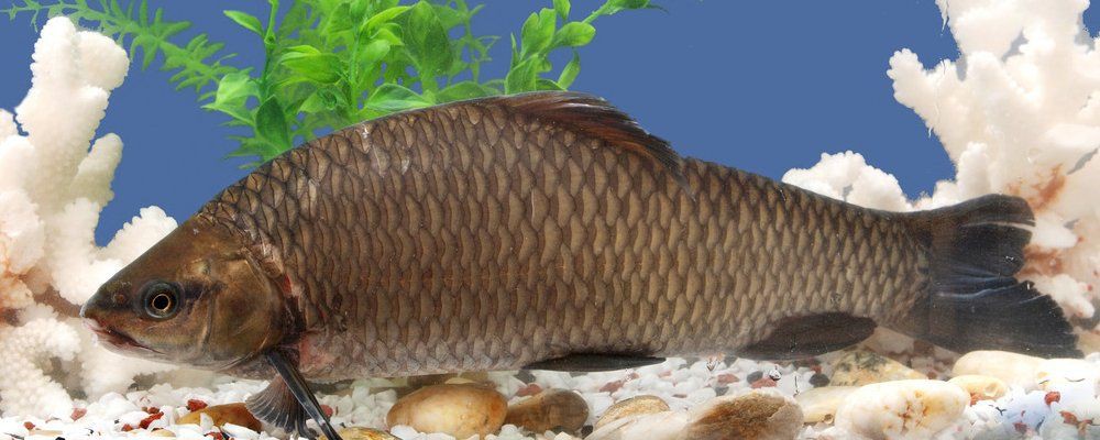 鯉魚快死啦咋救活啊，錦鯉交叉感染急救指南奄奄一息的魚怎么救活救活病魚