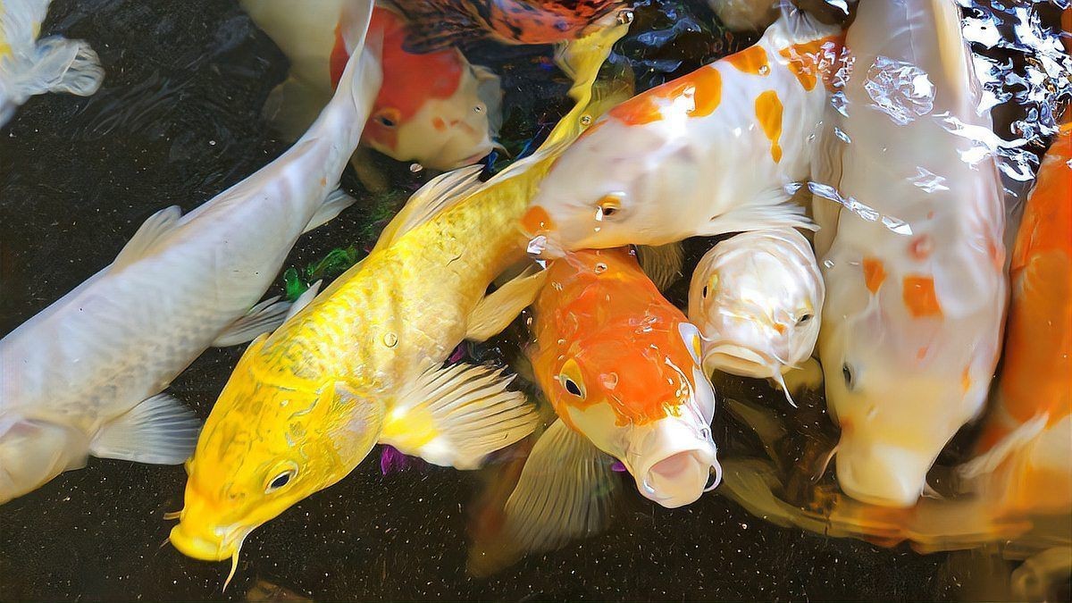 鯉魚快死啦咋救活啊，錦鯉交叉感染急救指南奄奄一息的魚怎么救活救活病魚