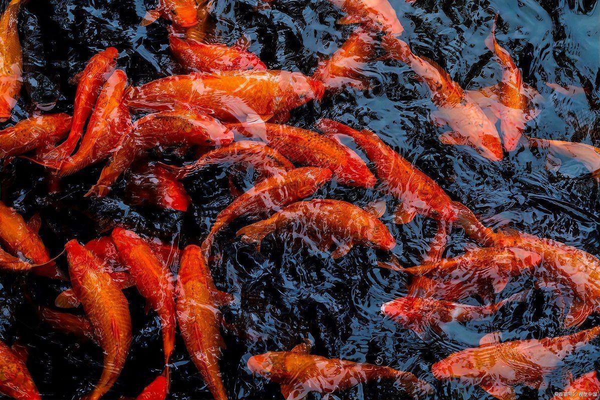 鯉魚(yú)快死啦咋救活啊，錦鯉交叉感染急救指南奄奄一息的魚(yú)怎么救活救活病魚(yú)