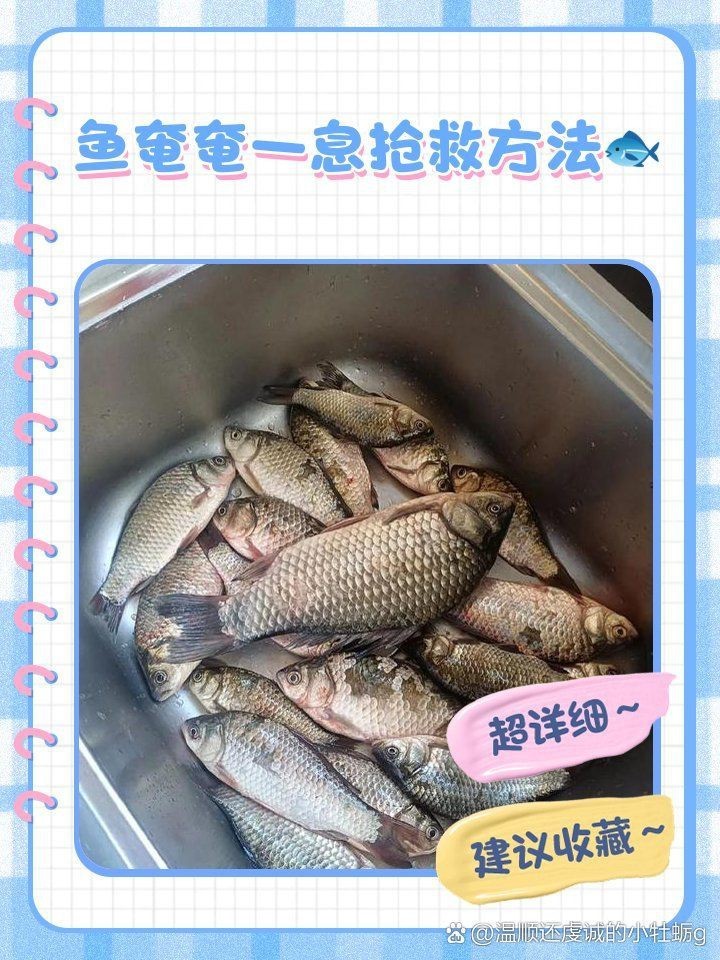鯉魚快死啦咋救活啊，錦鯉交叉感染急救指南奄奄一息的魚怎么救活救活病魚