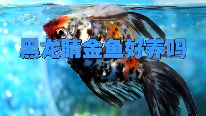 養(yǎng)黑龍睛需要哪些飼料？，新手養(yǎng)龍睛金魚指南,避坑攻略毛球翻滾記,
