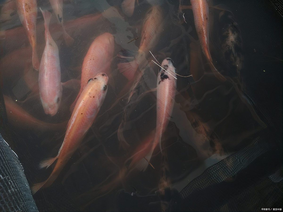 養(yǎng)黑龍睛需要哪些飼料？，新手養(yǎng)龍睛金魚指南,避坑攻略毛球翻滾記,