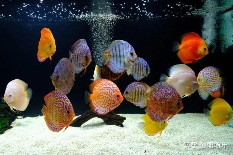 如何判斷星點龍魚是否健康？，葉【星點龍魚飼養方法及基本要點