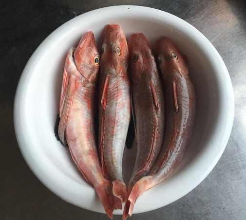 紅頭魚(yú)的功效與作用，紅頭魚(yú)的功效與作用有哪些