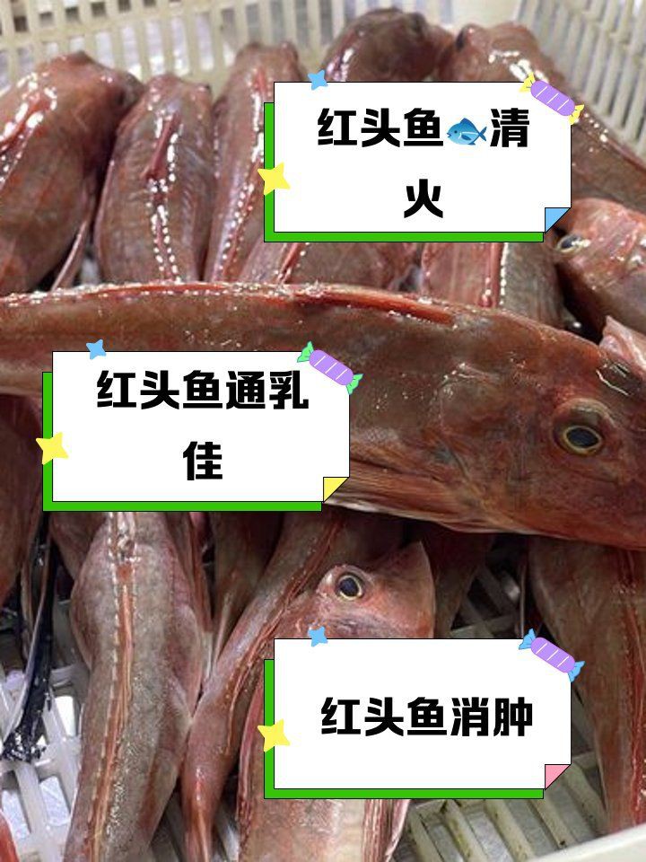 紅頭魚(yú)的功效與作用，紅頭魚(yú)的功效與作用有哪些