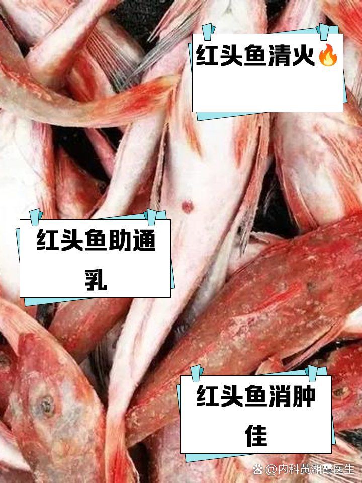 紅頭魚(yú)的功效與作用，紅頭魚(yú)的功效與作用有哪些