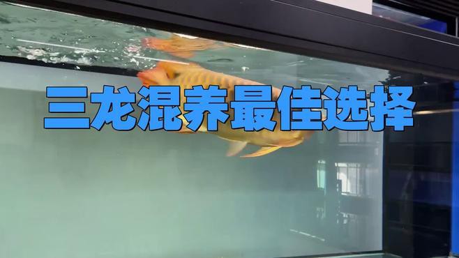 如何科學搭配龍魚混養中的配魚？，龍魚和什么魚混養最好