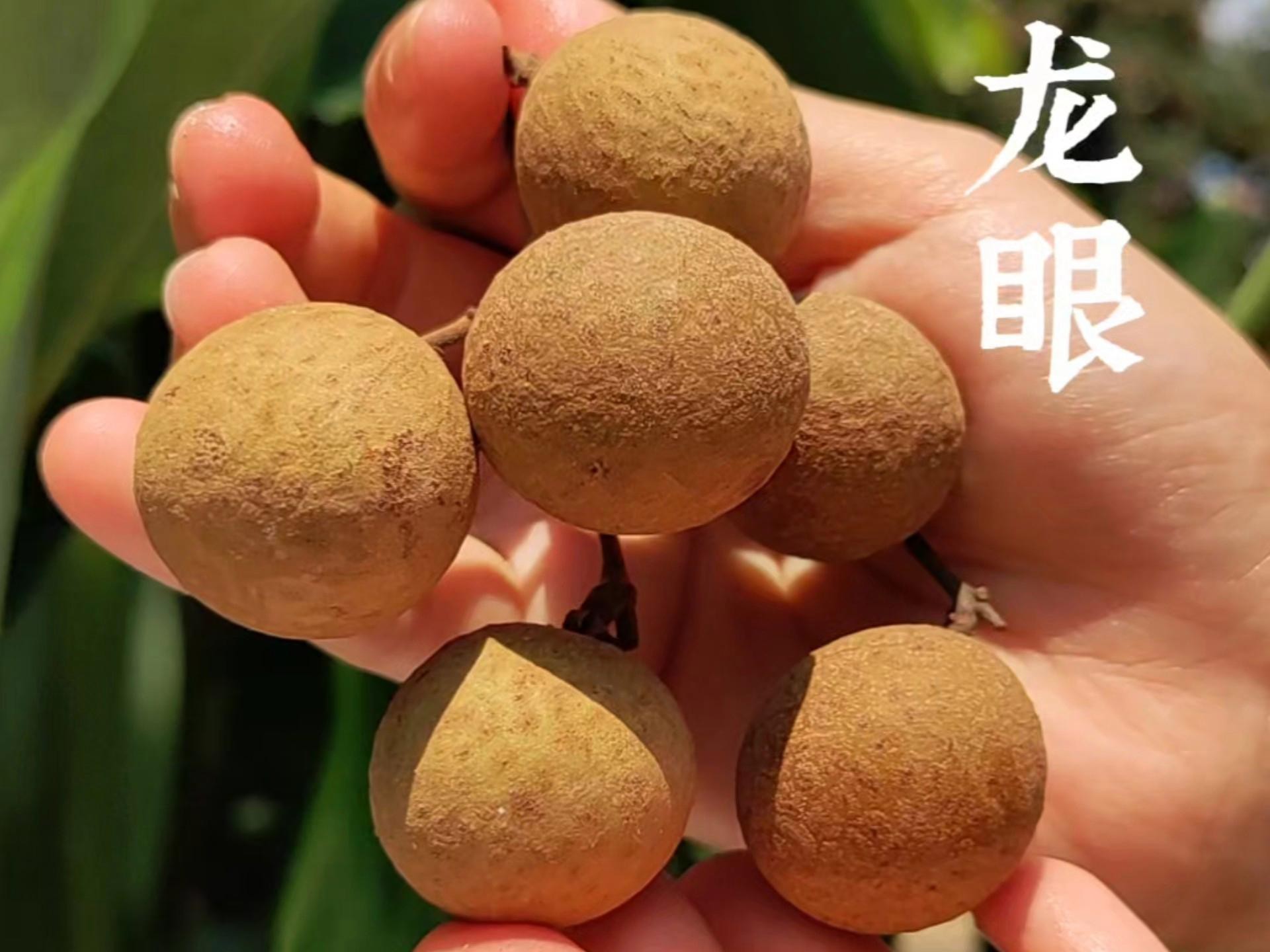 如何挑選新鮮無病害的龍眼，如何挑選新鮮無病害的龍眼，牢記4個技巧，一挑一個準