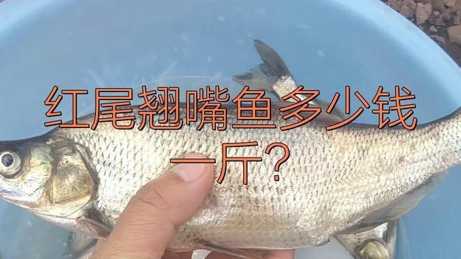 紅尾魚貴還是翹嘴魚貴，紅尾魚與翹嘴魚哪個更有營養價值紅尾魚與翹嘴魚哪個更受歡迎