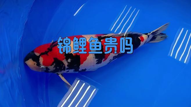丹頂錦鯉為什么這么貴，丹頂錦鯉價格昂貴，原因多元其外觀獨具魅力，其外觀獨具魅力