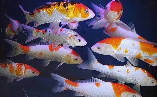 丹頂錦鯉為什么這么貴，丹頂錦鯉價格昂貴，原因多元其外觀獨具魅力，其外觀獨具魅力