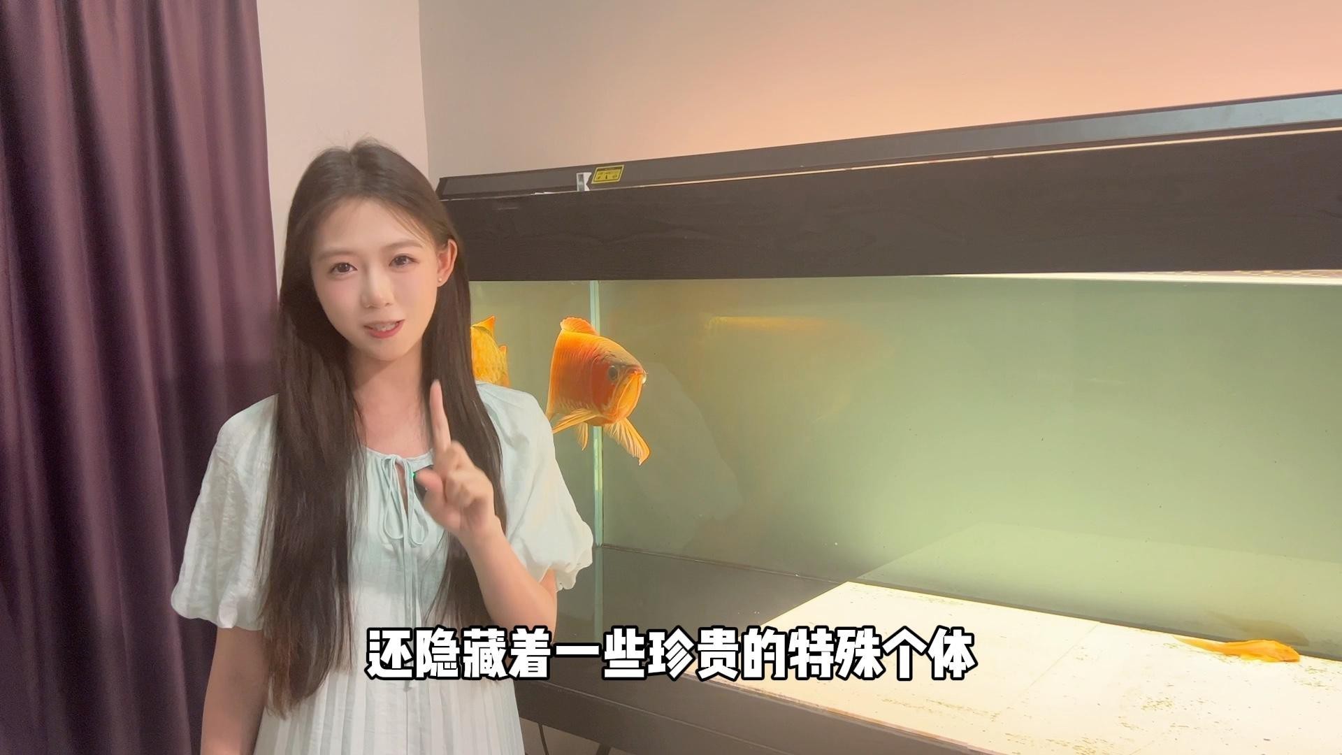 如何辨別白金龍魚的品質？，如何挑選優質白金龍魚