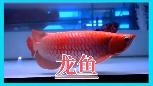如何辨別白金龍魚的品質？，如何挑選優質白金龍魚