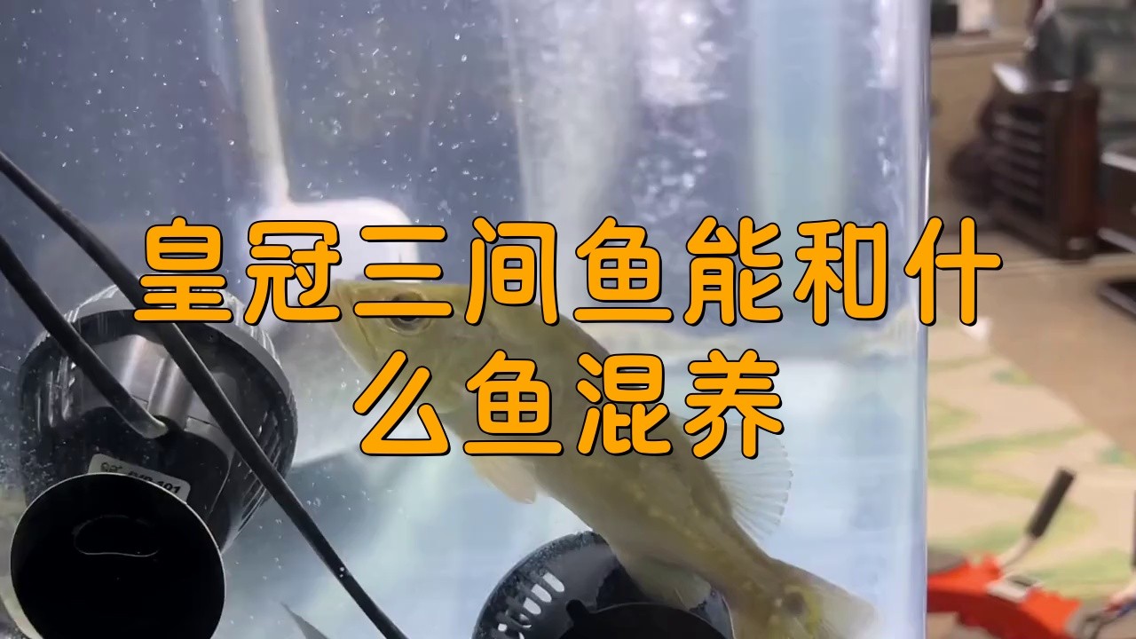 三間魚和龍魚混養(yǎng)需要注意什么？，《三間魚和龍魚混養(yǎng)注意事項(xiàng)》資深魚友分享龍魚混養(yǎng)指南