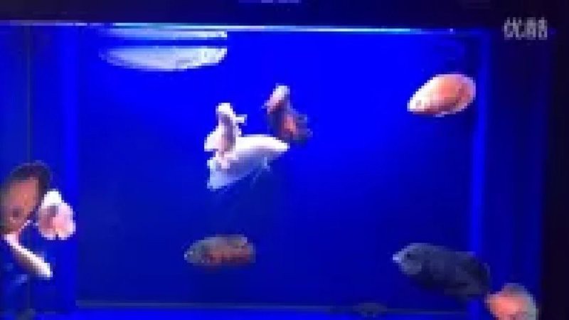 地圖魚和龍魚混養(yǎng)需要多大的魚缸？，地圖魚和龍魚混養(yǎng)需要多久換一次水？