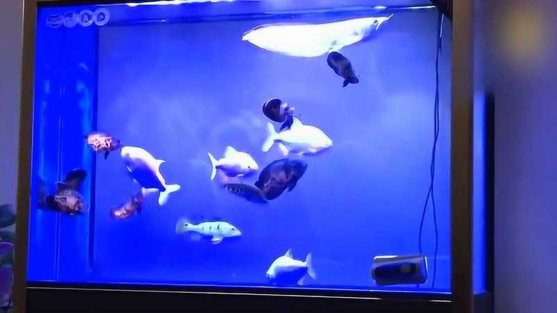 地圖魚和龍魚混養(yǎng)需要多大的魚缸？，地圖魚和龍魚混養(yǎng)需要多久換一次水？