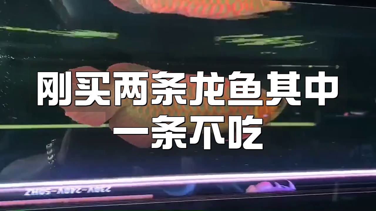 如何預(yù)防龍魚不吃食？，雷龍魚新到家三五天不吃東西趴缸沒狀態(tài)怎么辦 如何預(yù)防龍魚不吃食？，雷龍魚新到家三五天不吃東西趴缸沒狀態(tài)怎么辦 龍魚論壇 第2張