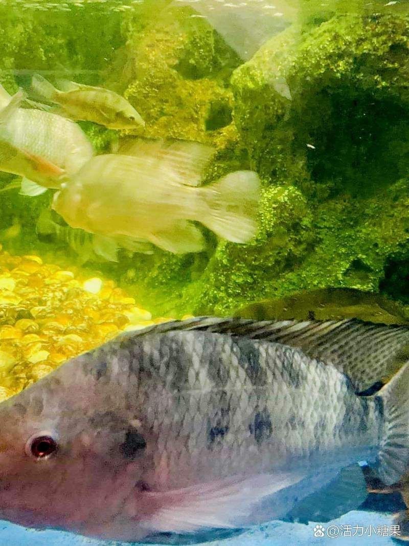 太原水族館，華北地區(qū)首個購物中心內的水族館沙沙嘩啦海洋館：水族館