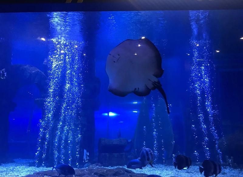 太原水族館，華北地區(qū)首個購物中心內的水族館沙沙嘩啦海洋館：水族館