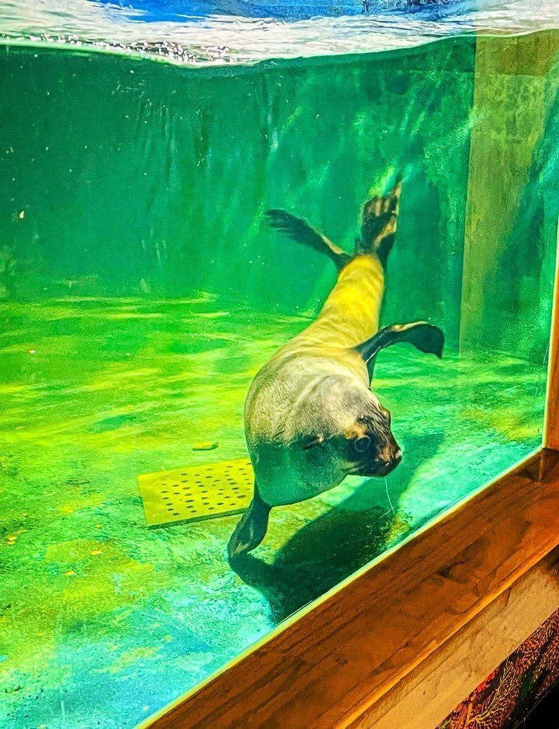 太原水族館，華北地區(qū)首個購物中心內的水族館沙沙嘩啦海洋館：水族館