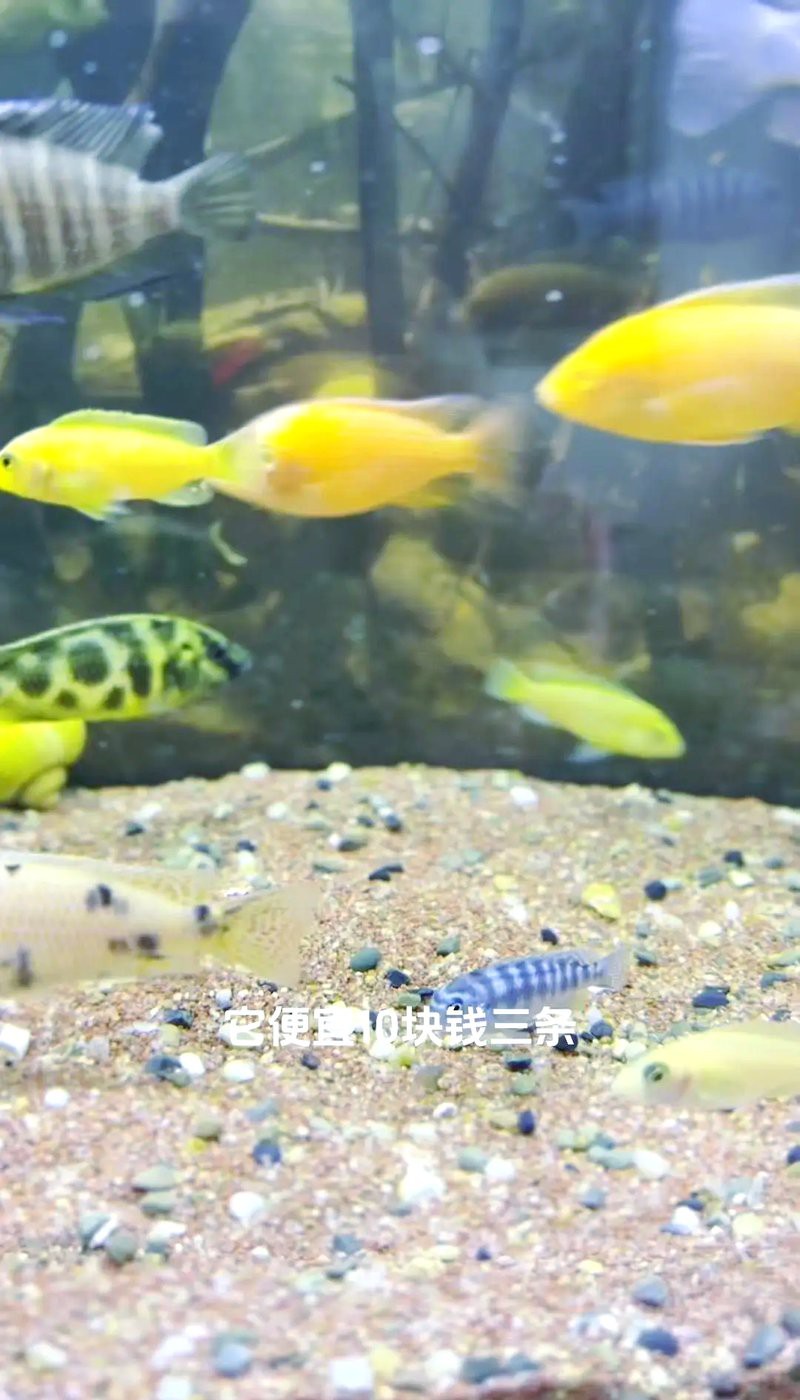 三湖慈鯛魚最佳搭配表，三湖慈鯛能與什么魚混養