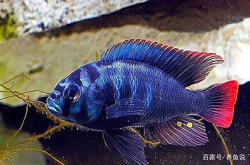 三湖慈鯛魚最佳搭配表，三湖慈鯛能與什么魚混養(yǎng)