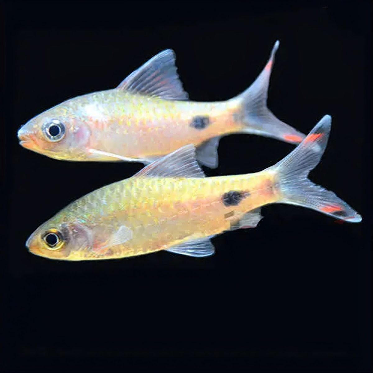 什么魚喜歡酸性水質，\