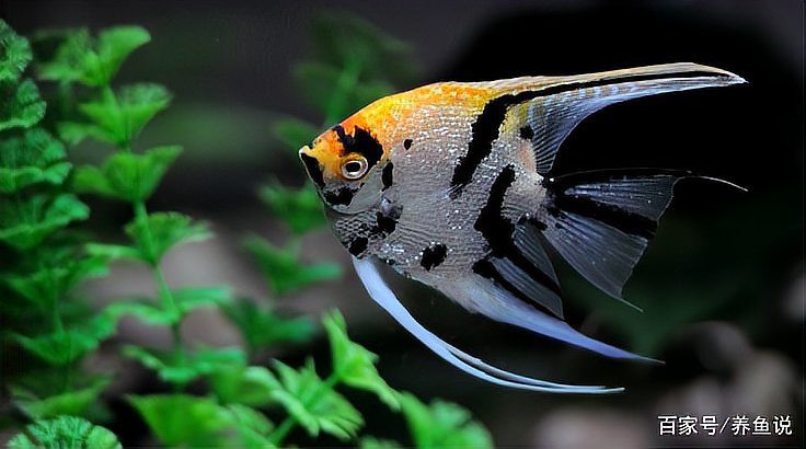 什么魚喜歡酸性水質，\