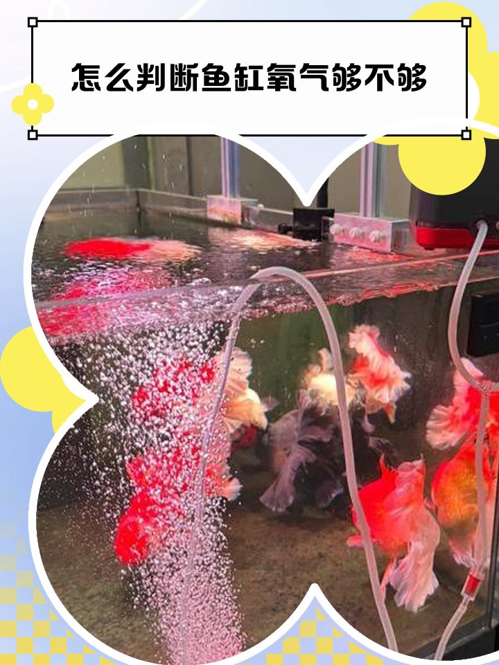 如何判斷龍魚環境氣場是否合適？，判斷龍魚環境氣場是否合適至關重要