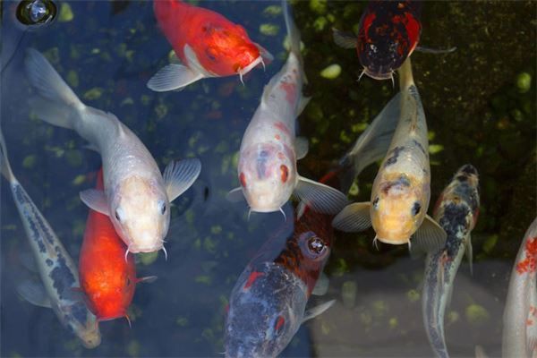 關(guān)刀魚放家里不吉利嗎，關(guān)刀魚放家里不吉利嗎關(guān)刀魚放家里不吉利嗎
