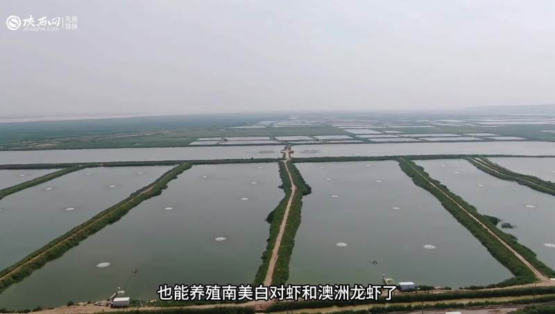 合陽龍魚店，合陽龍魚店價格范圍合陽龍魚店主要產(chǎn)品有哪些
