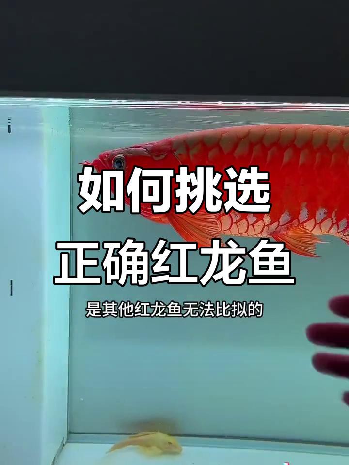如何區分紅龍魚的不同品種？，紅龍魚及分清血紅龍和辣椒紅龍暢魚樂