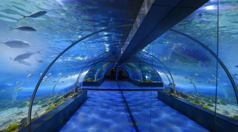 岳陽樓水族店，岳陽樓區水族館