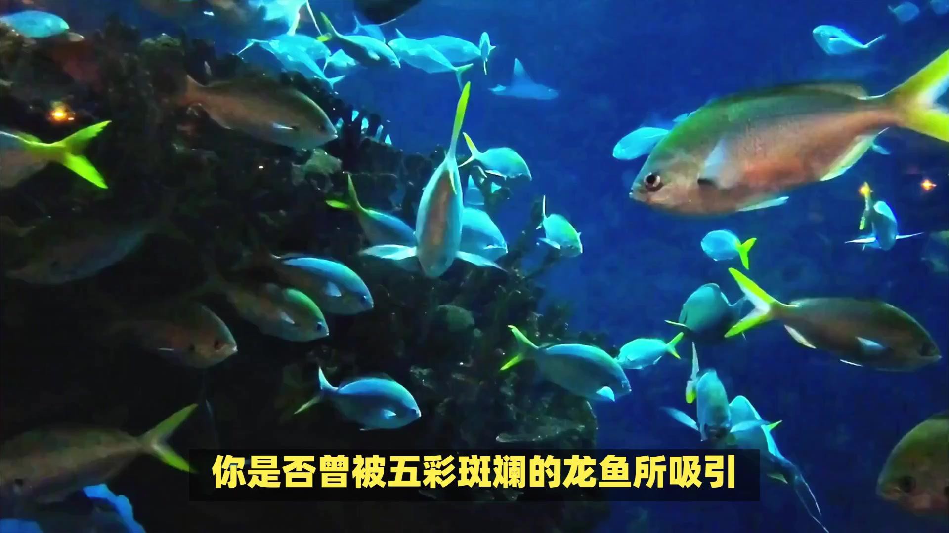 如何區(qū)分七彩龍魚和銀龍魚？，七彩銀龍魚和銀龍魚有什么區(qū)別