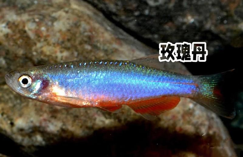 玫瑰丹魚適合淡水魚嗎，玫瑰丹魚怎么養