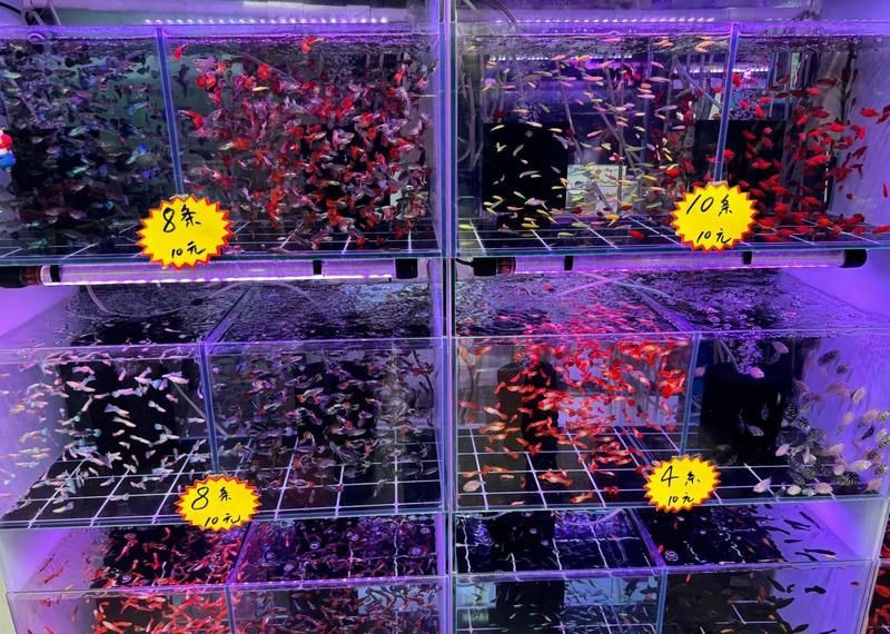 襄樊水族批發市場，襄樊水族批發市場是華中地區重要的水族產業集散地