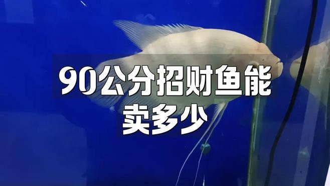 不同尺寸的招財龍魚價格差異大嗎？，不同尺寸招財龍魚價格差異大嗎招財龍魚價格差異大嗎