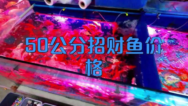 不同尺寸的招財龍魚價格差異大嗎？，不同尺寸招財龍魚價格差異大嗎招財龍魚價格差異大嗎