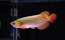 25公分金龍魚多久喂一次，金龍魚一天喂多少次食譽祥祥知識龍魚幾天喂一次-