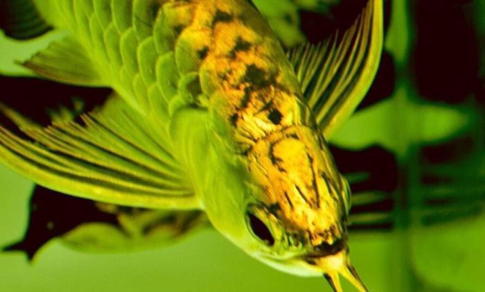 25公分金龍魚多久喂一次，金龍魚一天喂多少次食譽祥祥知識龍魚幾天喂一次-