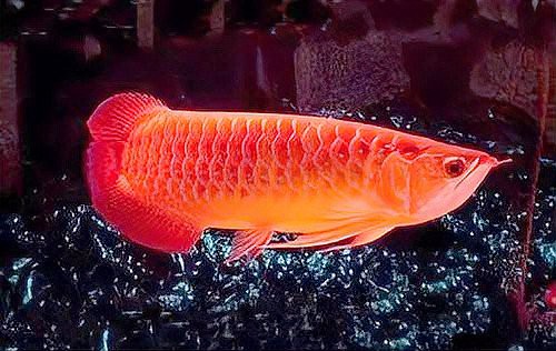 25公分金龍魚多久喂一次，金龍魚一天喂多少次食譽(yù)祥祥知識龍魚幾天喂一次- 25公分金龍魚多久喂一次，金龍魚一天喂多少次食譽(yù)祥祥知識龍魚幾天喂一次- 龍魚百科 第6張